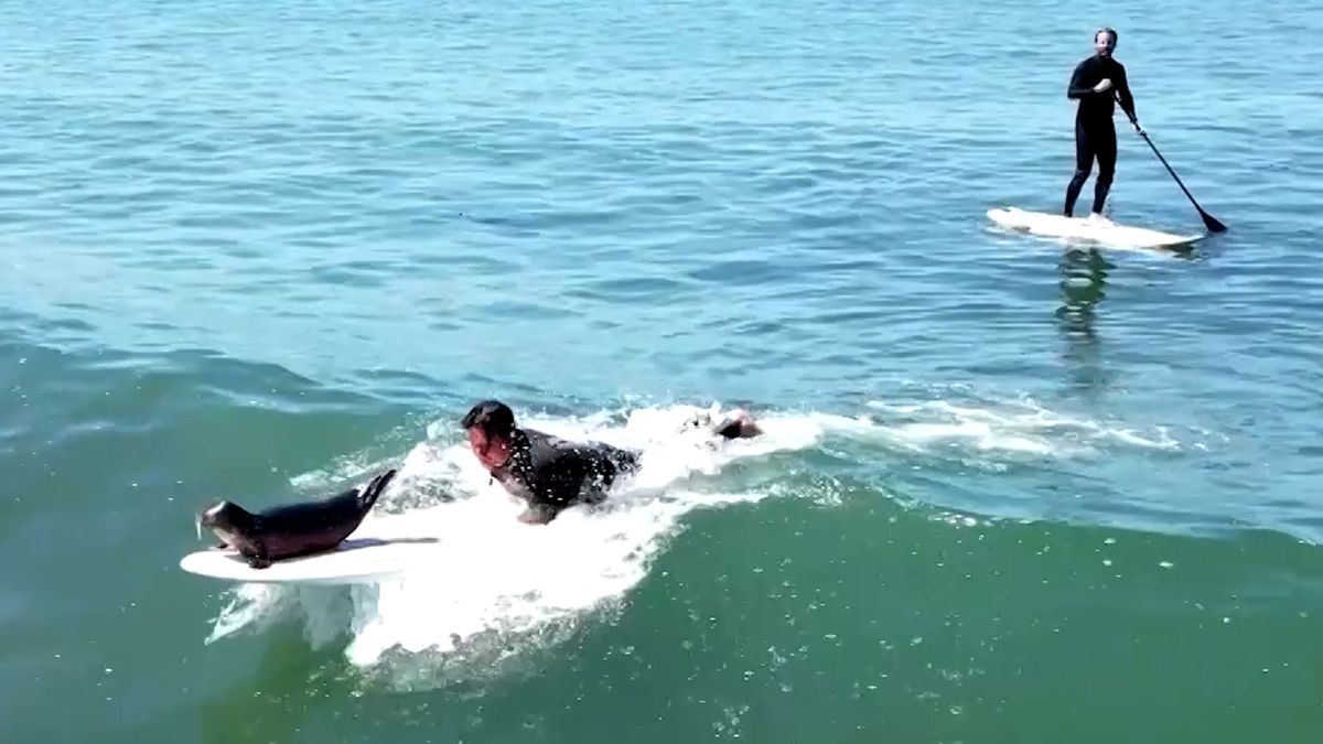 Divoké tulení mládě si zamilovalo surfování na prkně